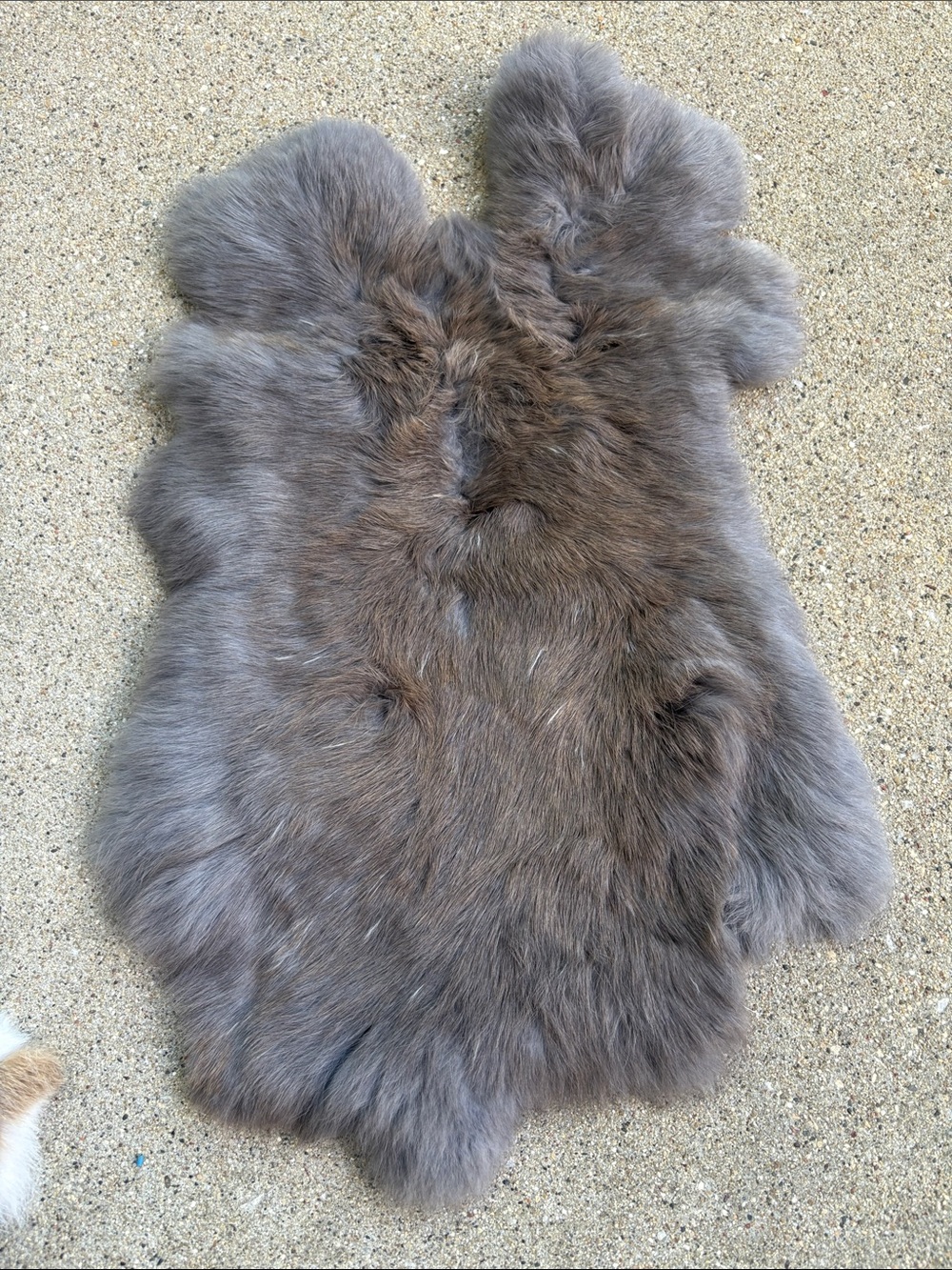 B0175 rabbit pelt